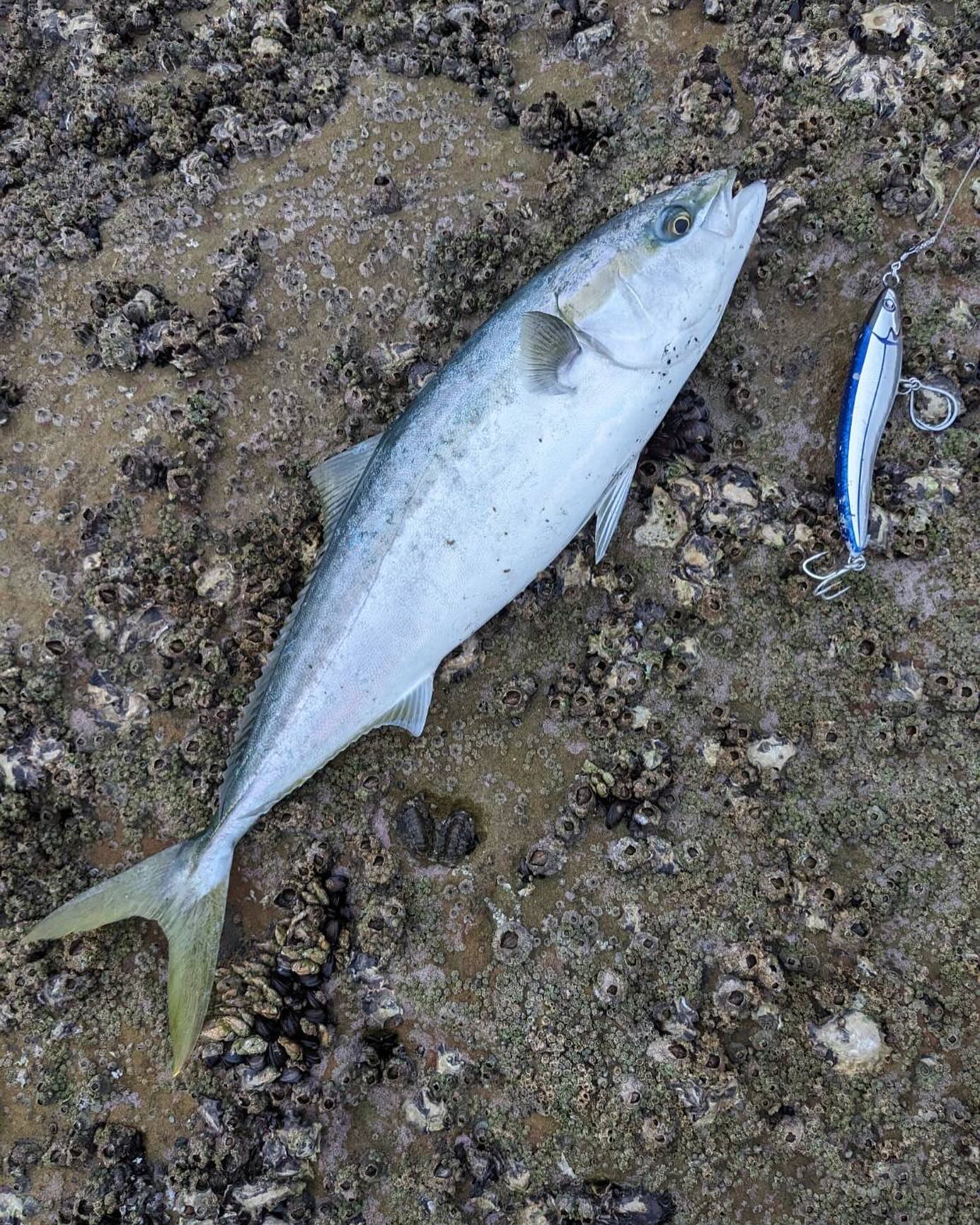 ..五島はブリが熱い@goto_fishingテスターから釣果報告頂きました！年が明けて厳冬期に差し掛かり、水温が低くなって青物が釣れにくくなりましたが五島ではブリがいっぱい、ヒラマサもポツポツですが釣れ続けています。この寒い時期に青物を釣るなら五島に行くことをオススメします！@goto_fishing さんは五島でレンタカー事業を営んでいますのでレンタカーを借りて、地磯ランガンガイド業もされております、ぜひDMから連絡してみてください！@goto_fishing #bcan#Lyra193#handmade#japanesemade#lurefishing#biggame#stickbait#ハンドメイドルアー#ダイビングペンシル#ポッパー#ヒラマサ#平政#kingfish#amberjack#カンパチ#シイラ#マグロ#tuna#yellowtail#offtherock#ロックショア#オフショア#casting#釣り好きの人と繋がりたい#夫婦ビルダー